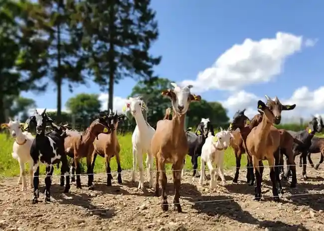 Le troupeau de chèvres de La Chèvreline au soleil