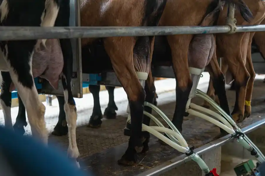 Les chèvres de La Chèvreline pendant la traite
